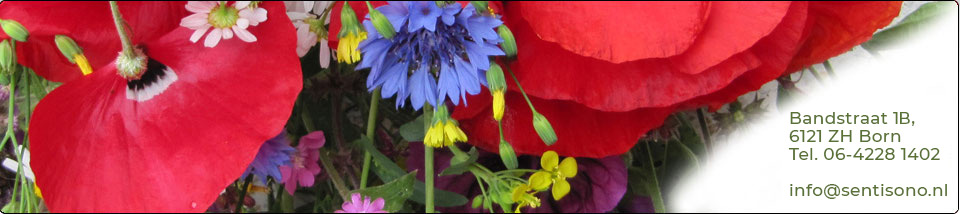 sentisono-born-limburg-natuurlijke-geneeskunde-praktijk-banner